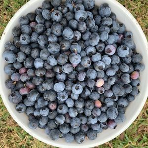 Meet your Posher, Samuel